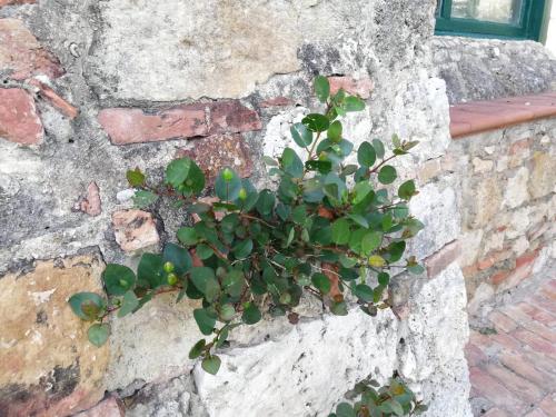  La Casa del Fotografo in Colle di Val d’Elsa