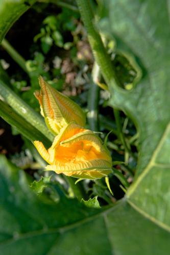 Le Rondini - image 6