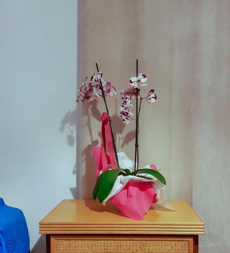 Faciliteiten, TRIANON Hostel - Central Paphos Old Town in Paphos