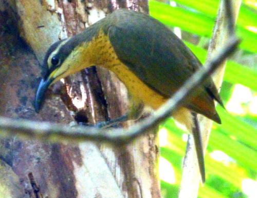 Daintree Holiday Homes - The Folly