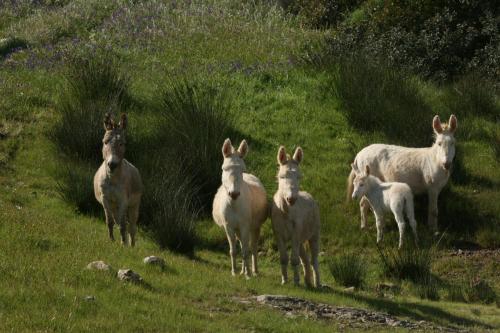 103 Boutique Hotel Stintino