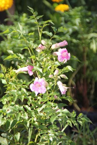 Baan Glangsuan Bang Kobua