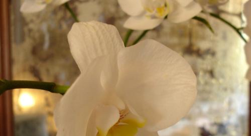 Villa Pieve De' Pitti - image 6