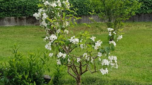  La Collina in Casnate con Bernate