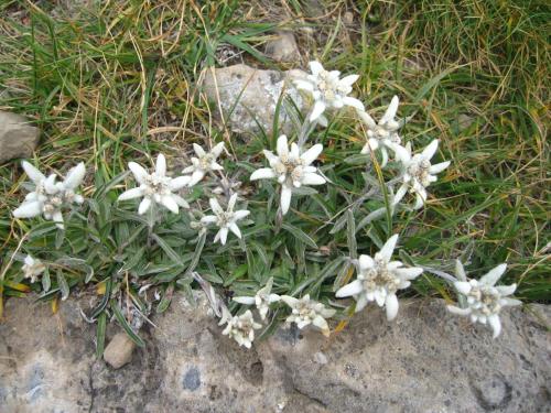  Camping El Jabalí Blanco in 22373 Fiscal