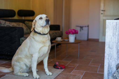 Summer House Magdalena - image 6