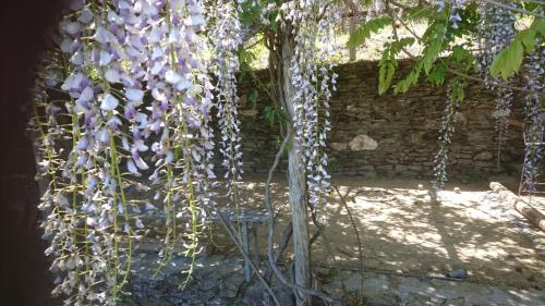 Le Mercou en Cévennes photo 22