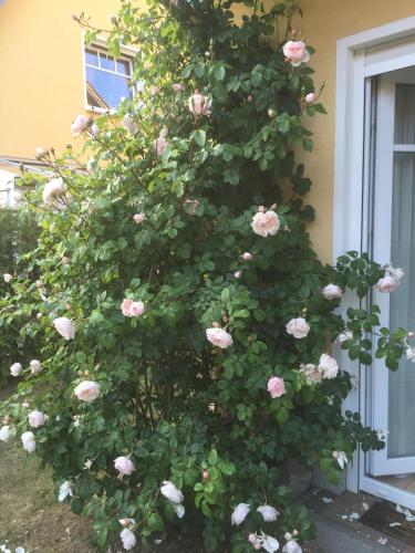 Meeresbrise in Graal-Müritz, Deutschland