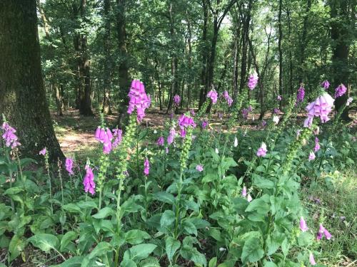 Cosy House in เอสโชเทอร์ เฟลด์