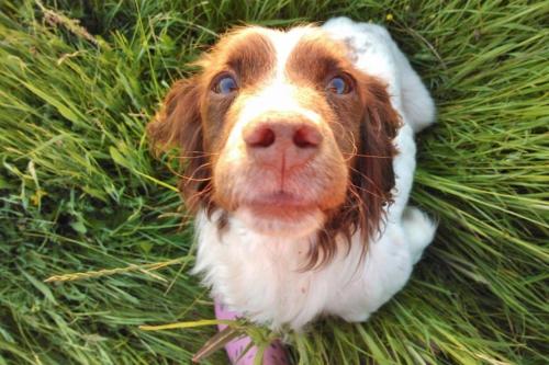 The Vobster Inn - image 3