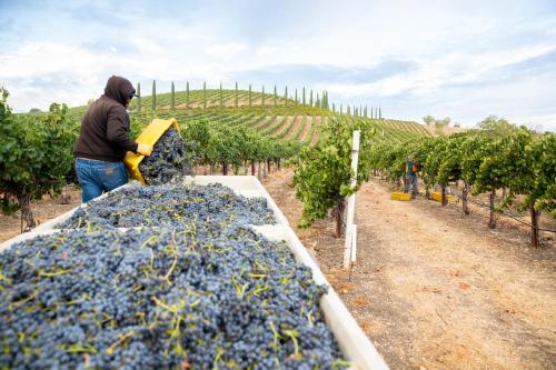 Aterno Estate & Vineyard, Main House & Guest House