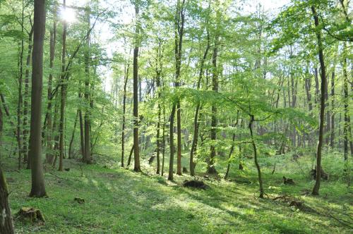 Apkārtne, Ferienhaus Caselow 23 in Bergholz (Mecklenburg-Vorpommern)
