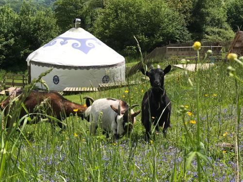 Yourtes de Barousse Hebergement Insolite photo 16