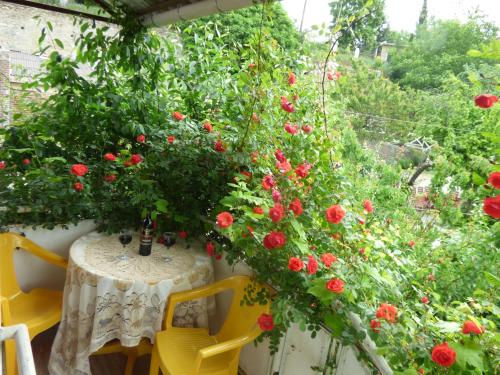 Nato & Lado in Signali