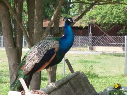 Holiday park- Scout - image 4
