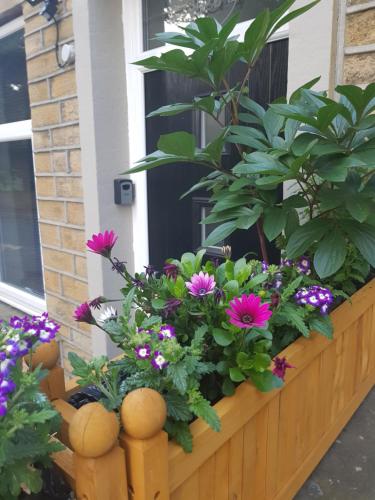 BlueBells - main image