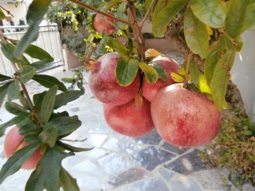Apartments Cordis, Split (photo 5)
