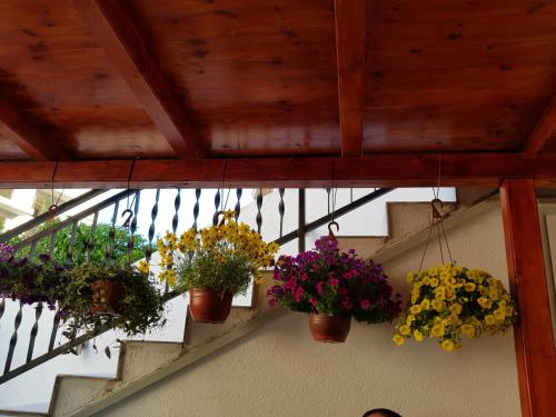 Sobe Nedović - image 10