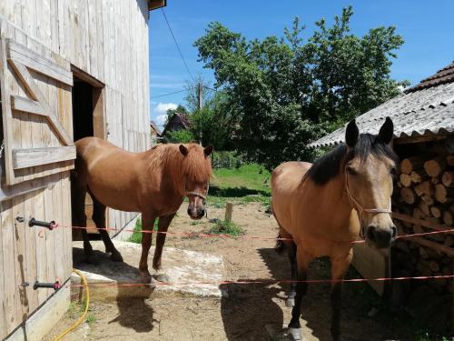  Ländliche und ruhige Zimmer mit Hundeunterkunft/Reitmöglichkeiten in Duga Resa