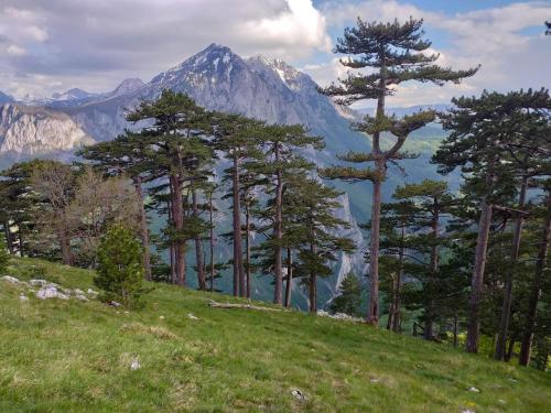 APARTMAN LALA - image 2