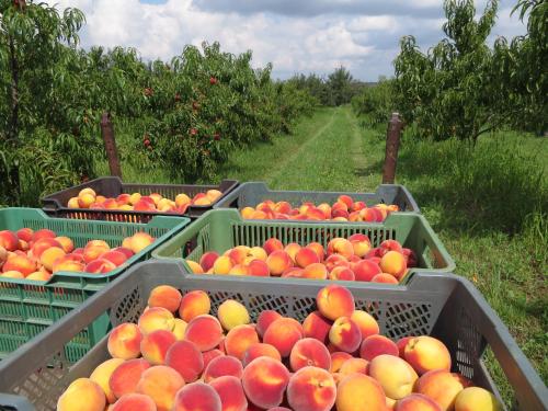 Agroturystyka Agnieszki Murszewskiej