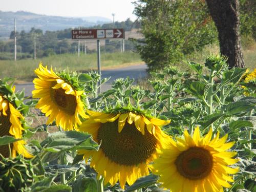  Le More E I Gelsomini in Villastrada