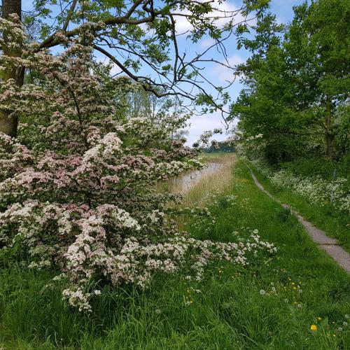 Op de Bult - image 14