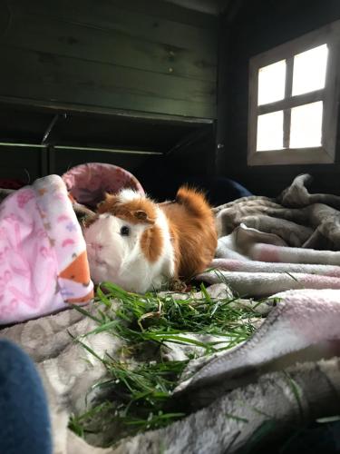 Tailor Made Tekapo Accommodation - Hostel in Lake Tekapo