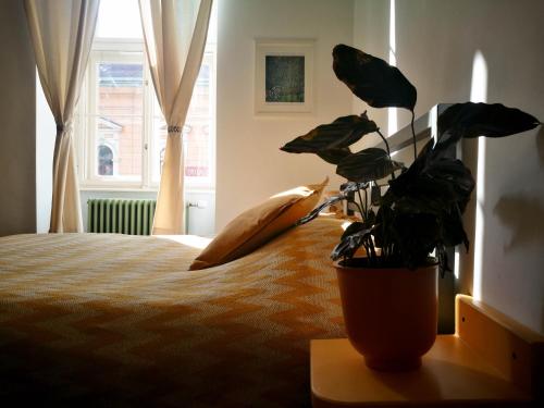 FLH - Mura Studio, Braszów (zdjęcie 7)