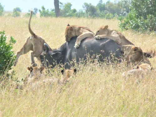 Enchoro Wildlife Camp Masai Mara in Narok