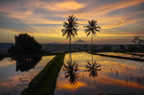 Ti Amo Bali - Tap to explore photos