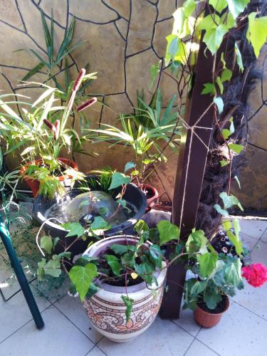 Guest House Letniy - image 7