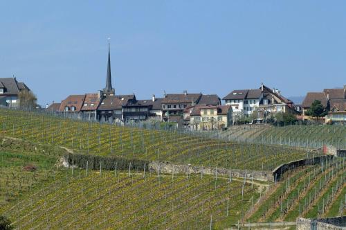 Cave du Cep in Cortaillod, Schweiz