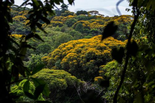 La Loma Jungle Lodge and Chocolate Farm