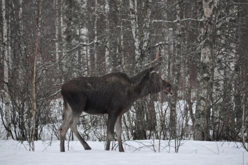 Stuga 5 Varmland - image 6