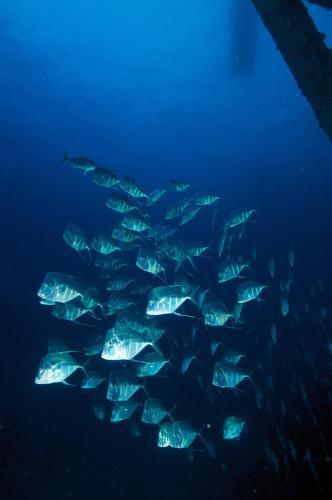 Puerto Lobos Dive camp