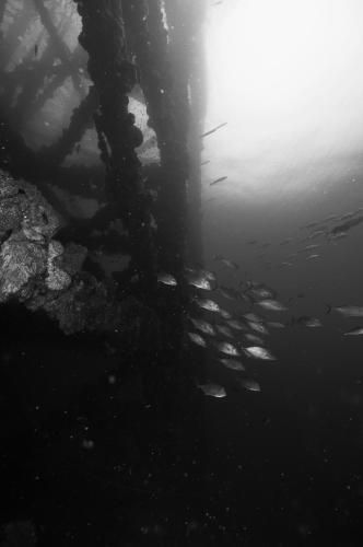 Puerto Lobos Dive camp in Tamiahua, Mexico