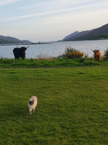 Fort William loft on shore front with amazing views