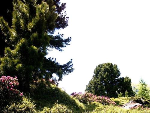 周邊環境, FELBER Huttn in 帕特爾加森