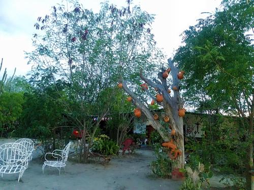 Alojamiento Casa de campo los Cactus