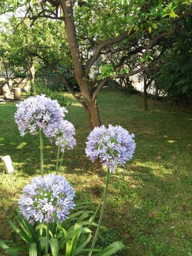 Guest House Topla - image 2