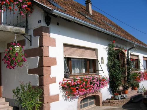 Les Floralies lilas Alsace gîte à louer Dieffenbach-au-Val