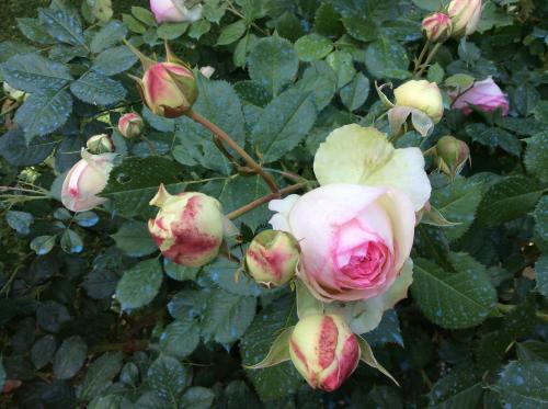 Le Manoir de Juillereau photo 22