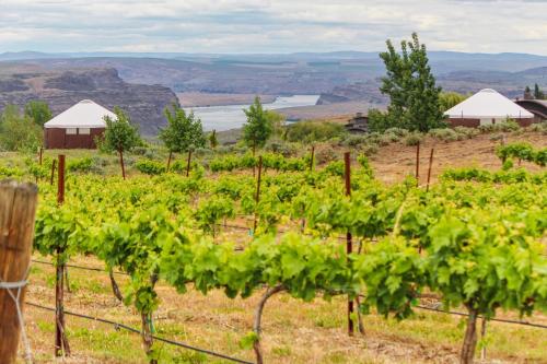 Columbia River Gorge Retreat at Cave B Ridge - image 4