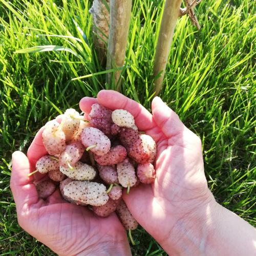 Agriturismo Masseria Cannella