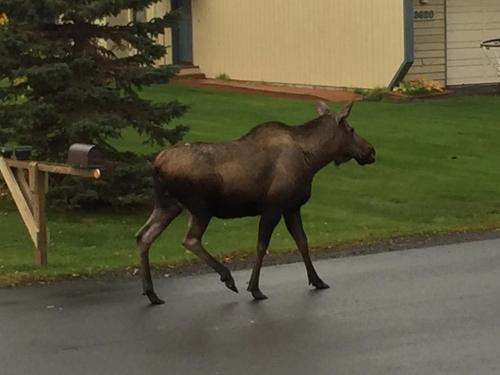 Trinity Escapes - Two Bedroom two bathroom full Apartment near airport, Anchorage (foto 8)