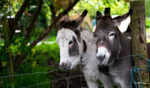 Pontyclerc Farm House Bed and Breakfast