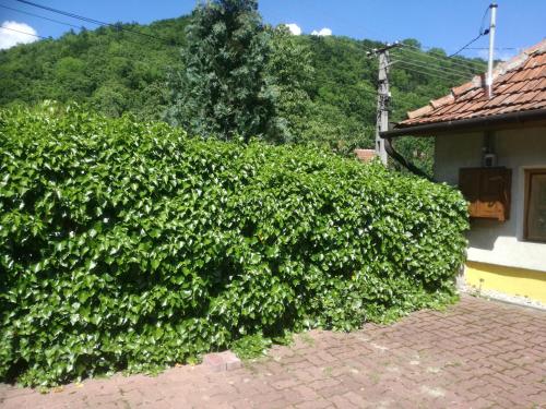 Csillag Vendégház - image 5