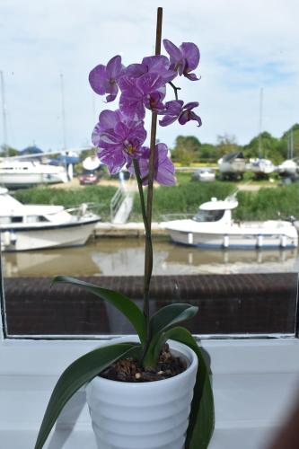 Picture of Boatyard View