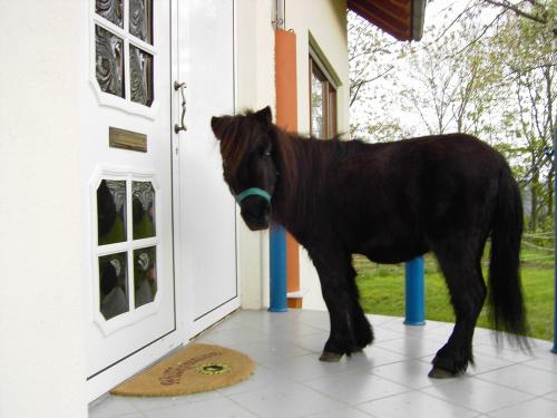 Pferd in Bad Rappenau, Deutschland
